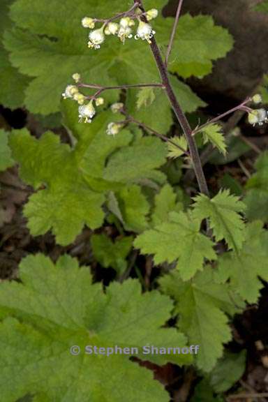 heuchera maxima 3 graphic